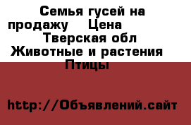 Семья гусей на продажу. › Цена ­ 12 000 - Тверская обл. Животные и растения » Птицы   